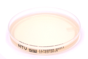 Ntv